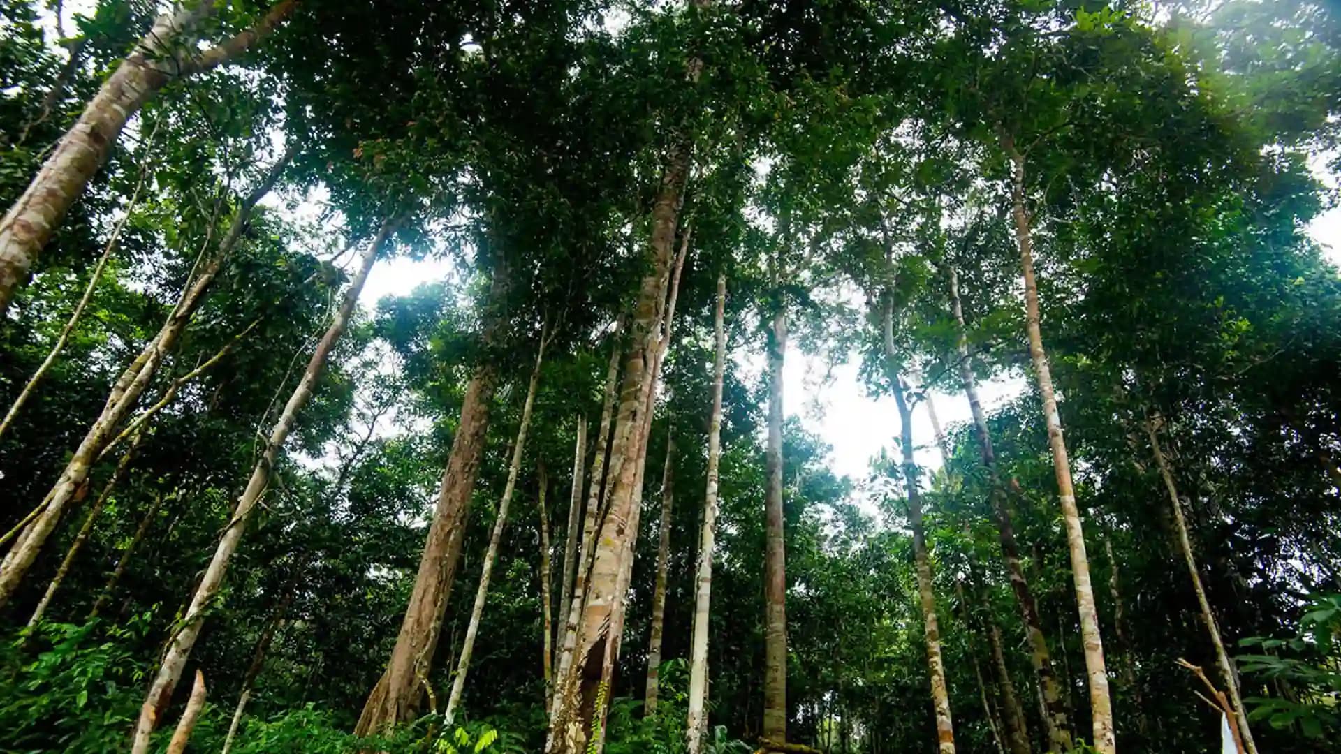 Gestión de Áreas Naturales Protegidas (Edición 2026)