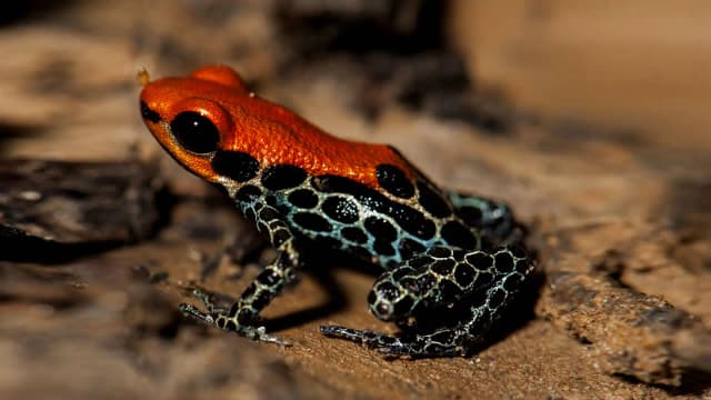 Fauna silvestre
