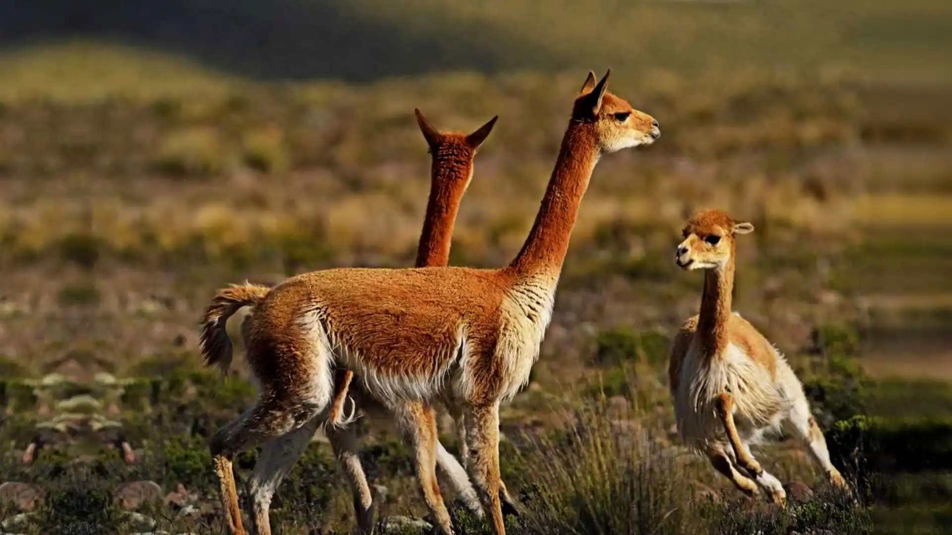 Gestión, Manejo y Conservación de Camélidos Sudamericanos Silvestres